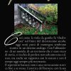 festival_viole