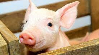 maialino rosa