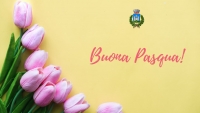sFONDO GIALLO, TULIPANI ROSA, scritta buona pasqua in rosa, logo comune di gavorrano