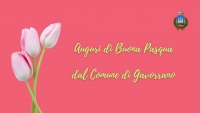 sfondo rosa, mazzo tulipani sulla sinistra, logo comune in alto a destra, scritta auguri di buona pasqua dal comune di gavorrano