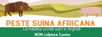 peste suina